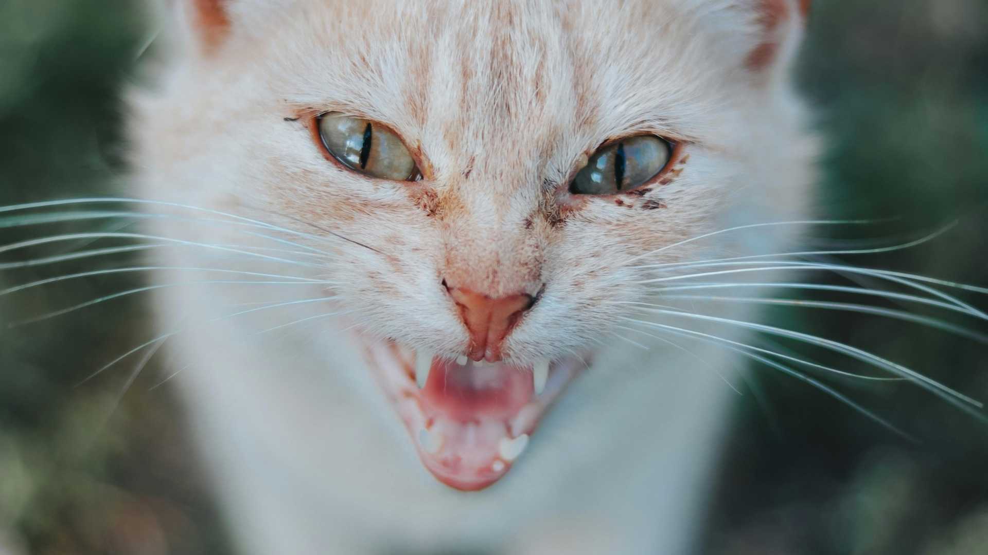 gato bufando